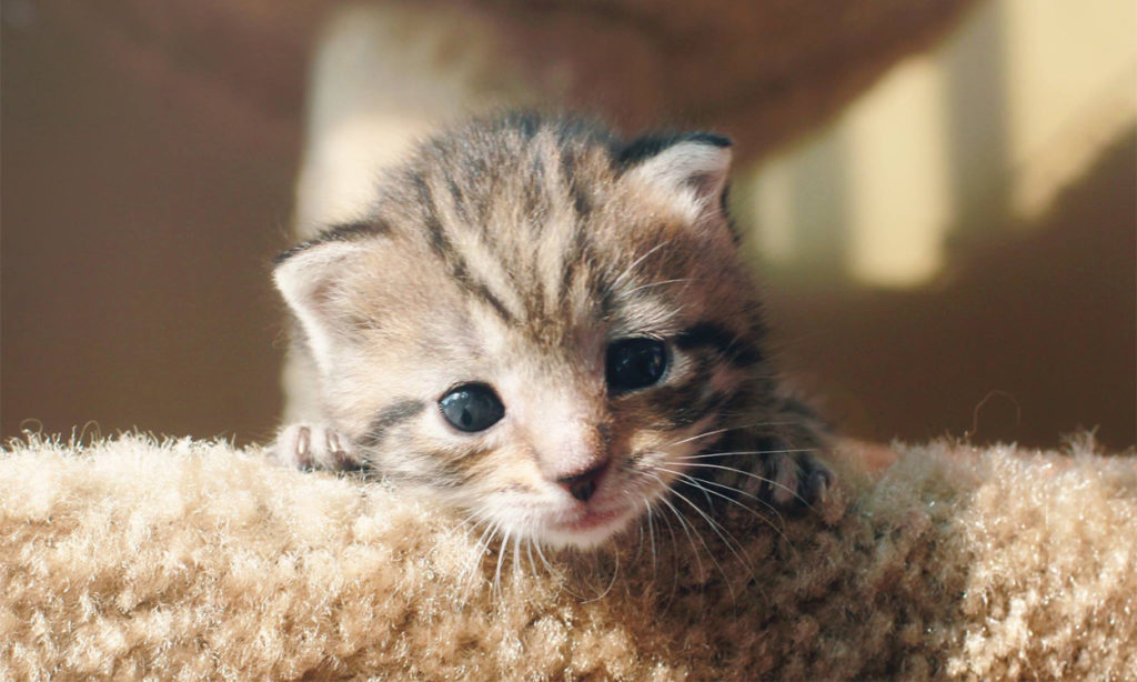 where can i adopt a kitten