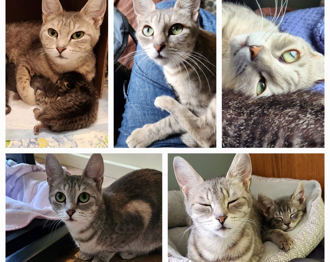 Adult Cats - Kitten Korner Rescue, Inc.